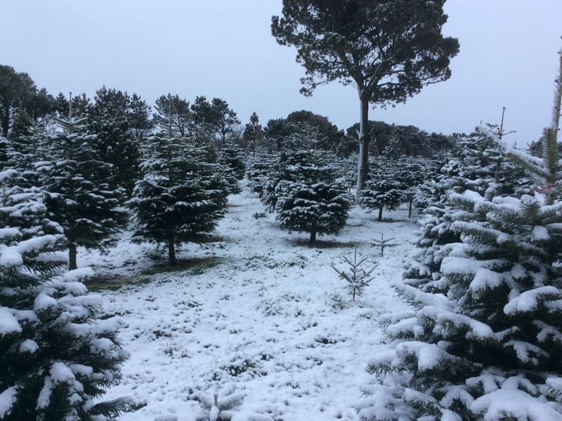 Trees ready for cutting