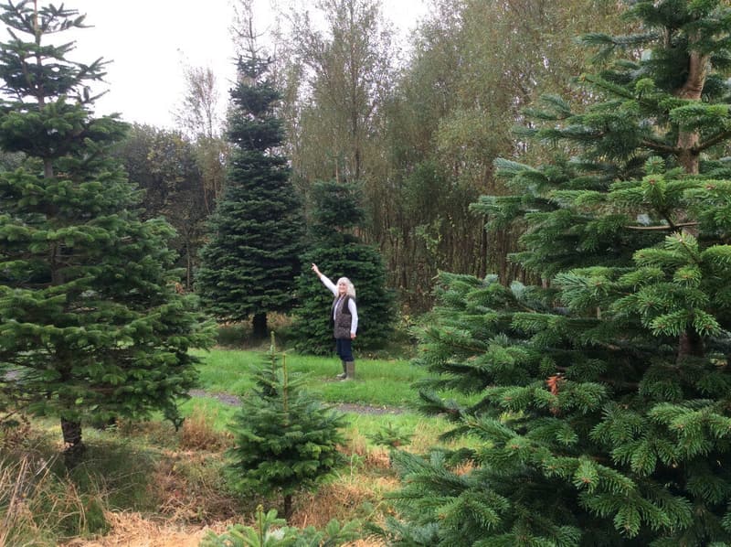 Freshly cut trees displayed on stands