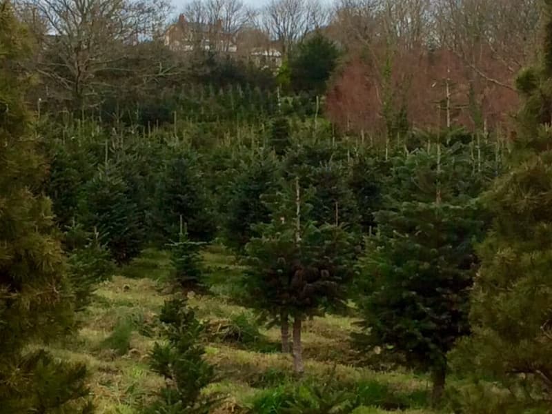 The plantation at Cambrose